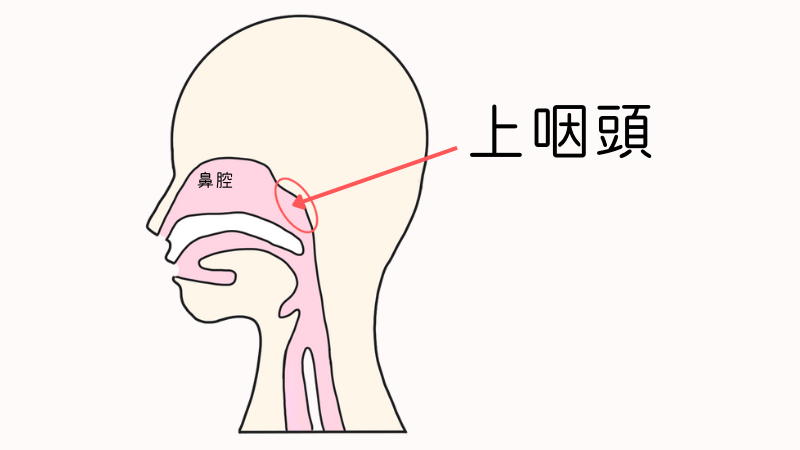 上咽頭の図